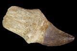 Fossil Rooted Mosasaur (Prognathodon) Tooth - Morocco #116957-1